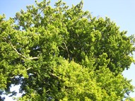 Památné stromy v Doubravě